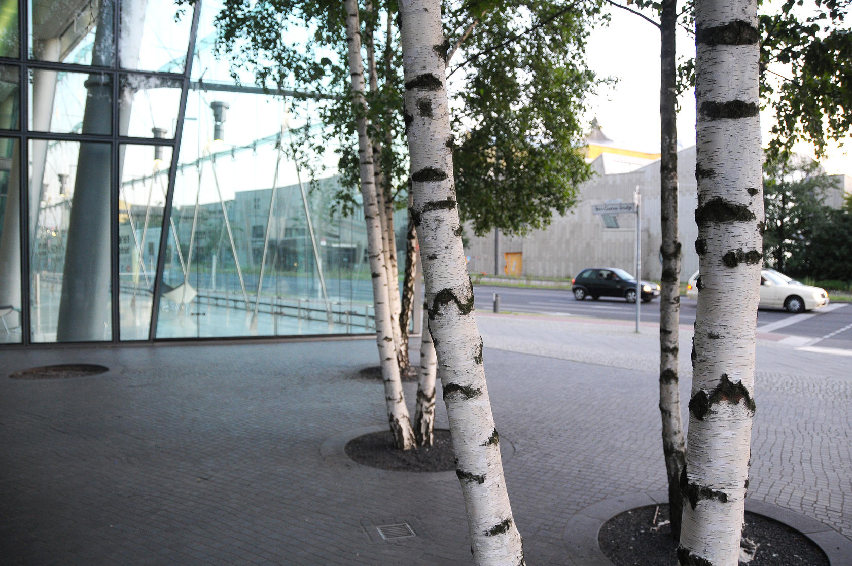 Birch