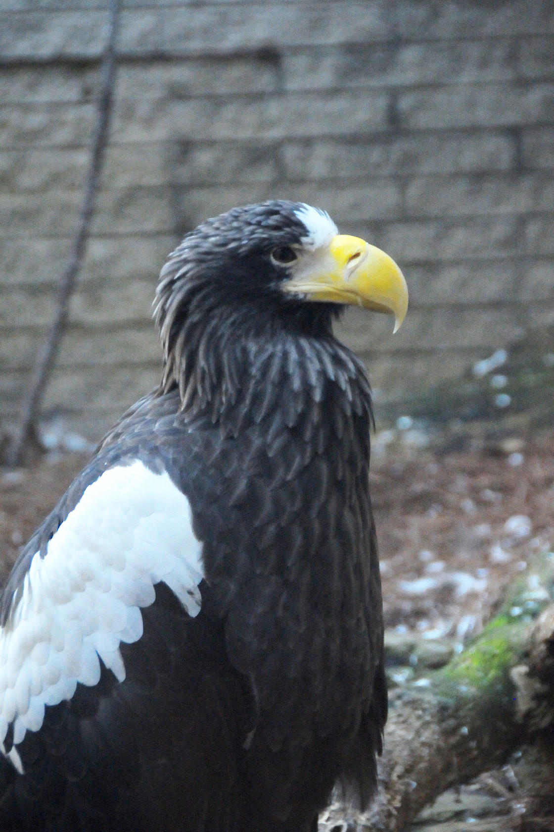 Eagle