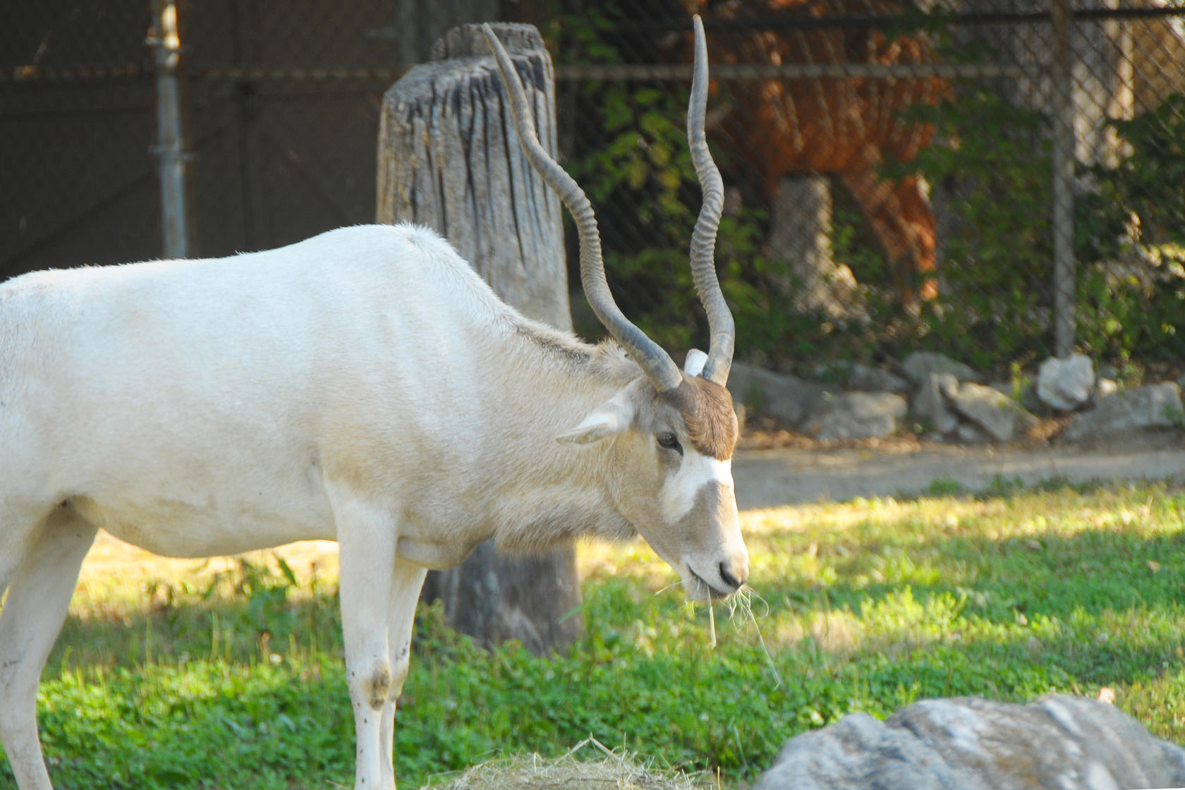 Antelope