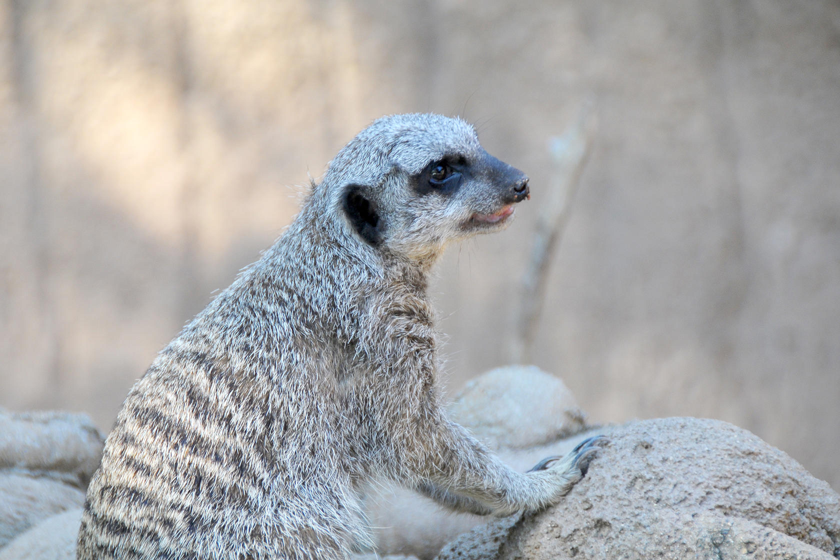 At the Zoo