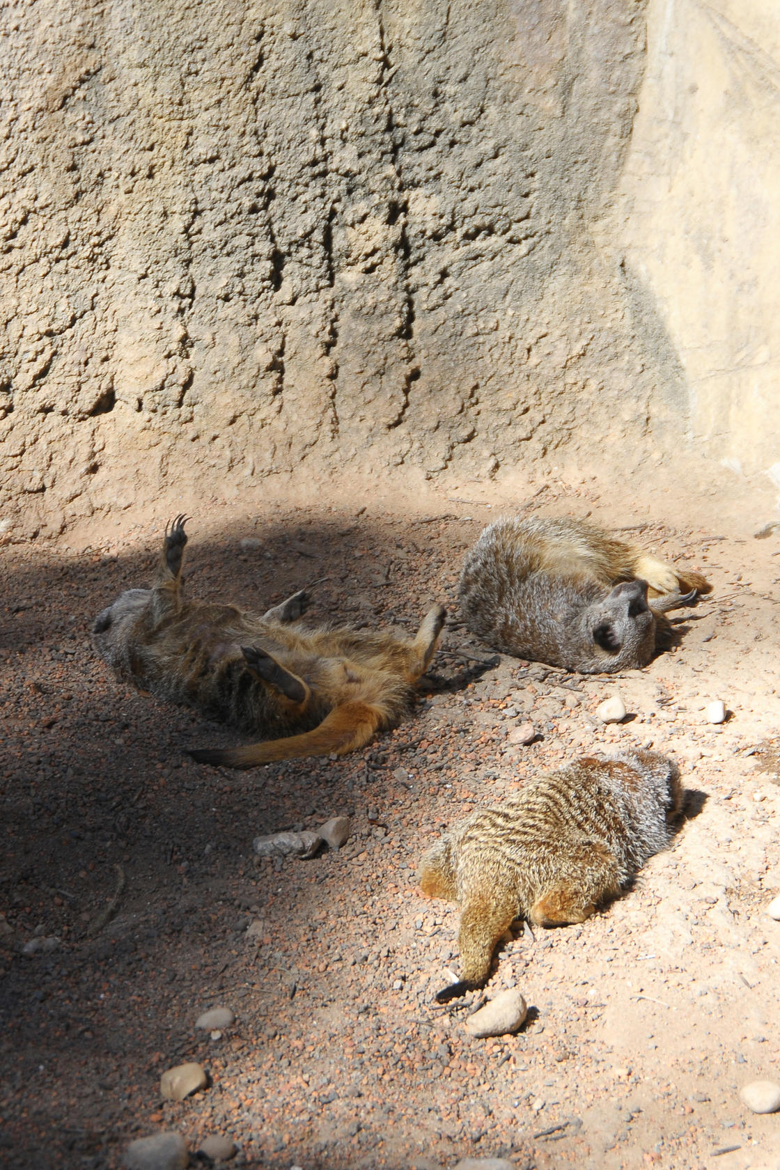 Basking in the Sun
