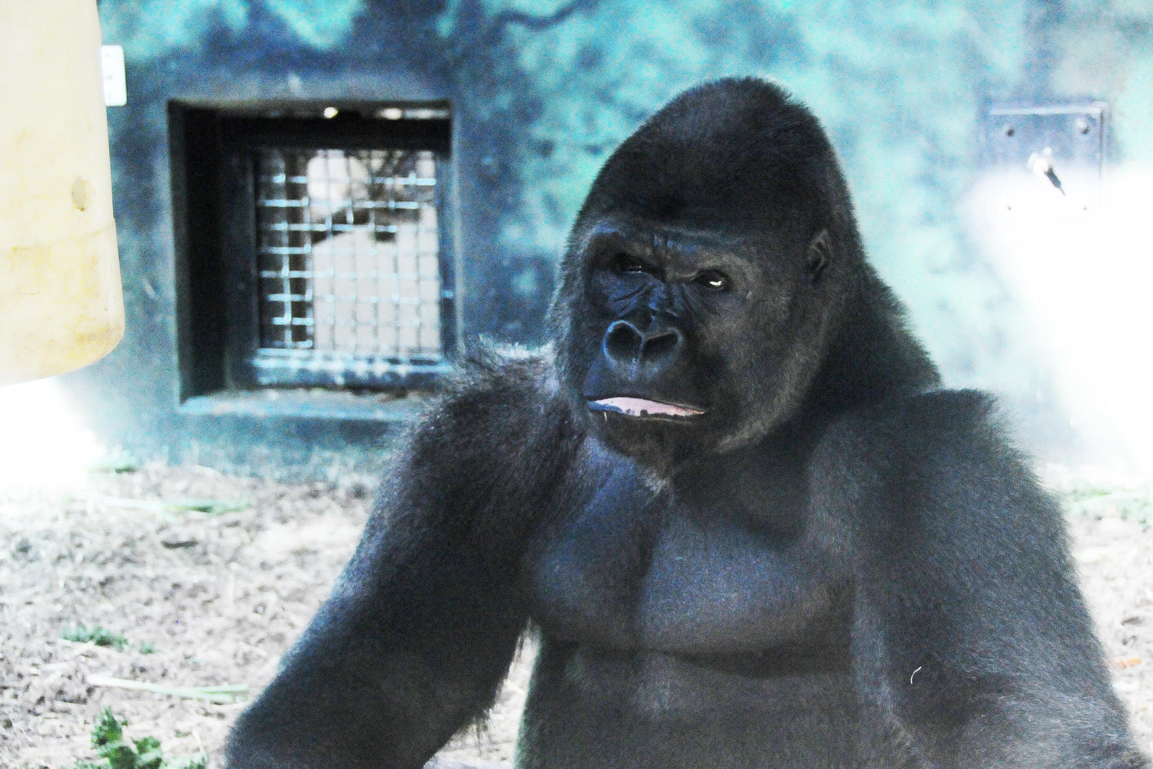 Gorilla