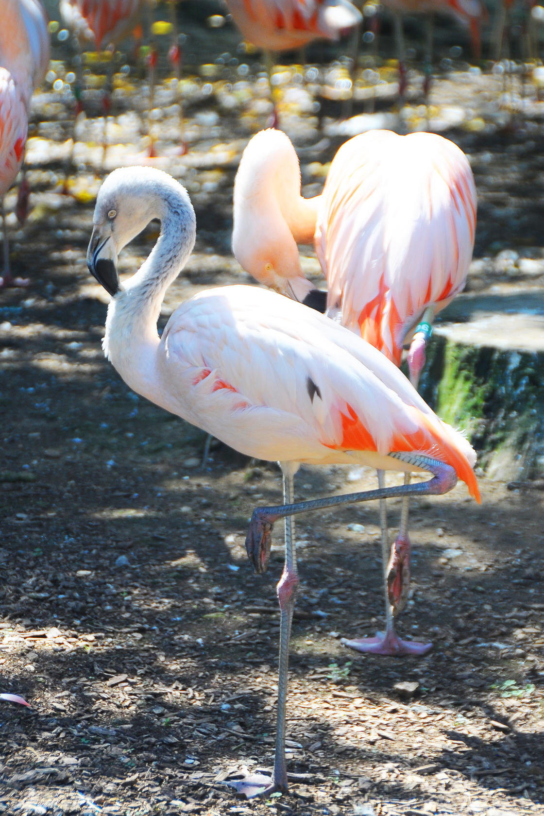Flamingo