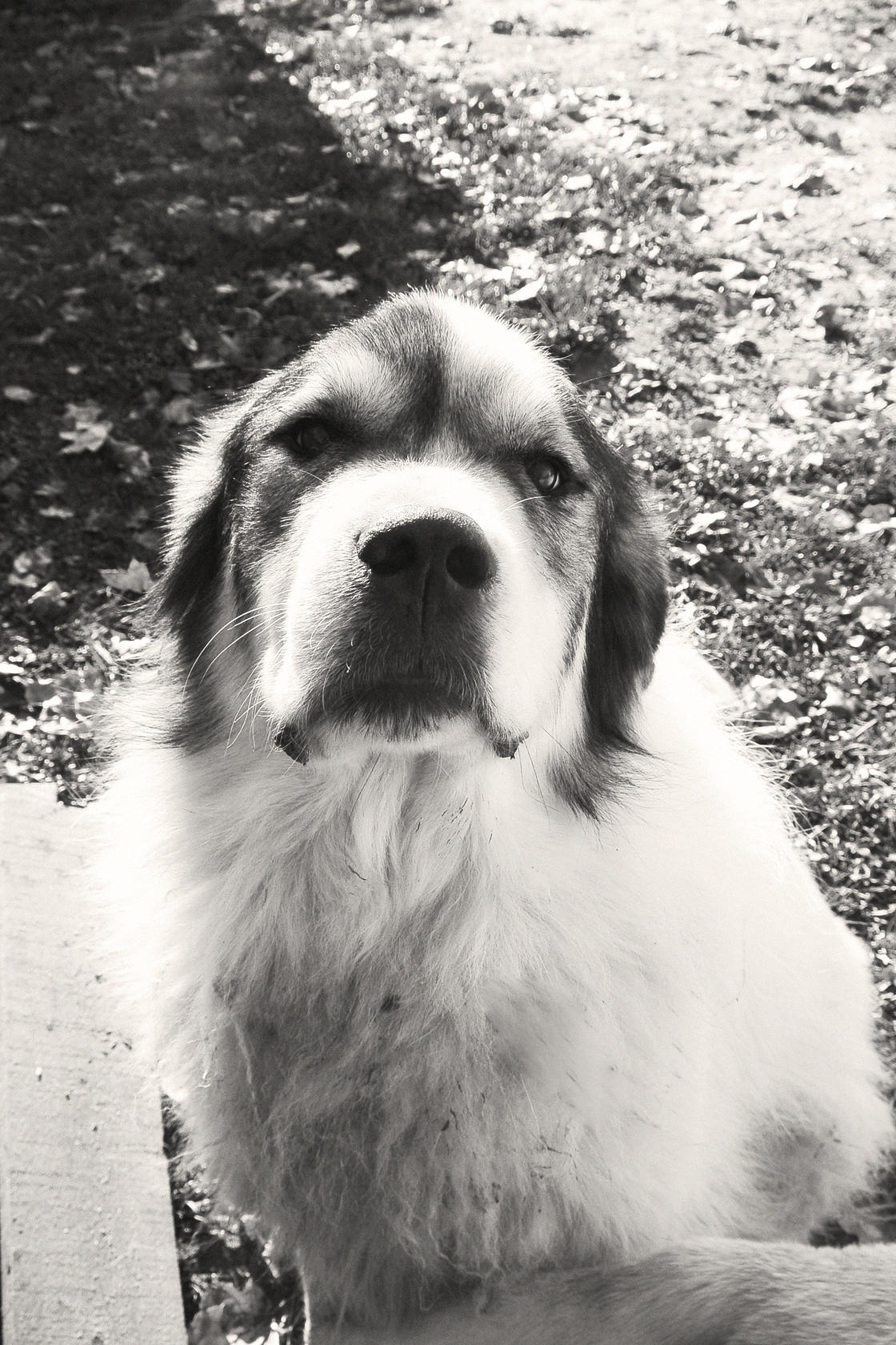 Doggie