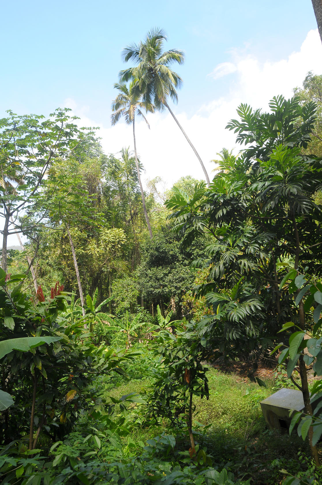 The Rainforest