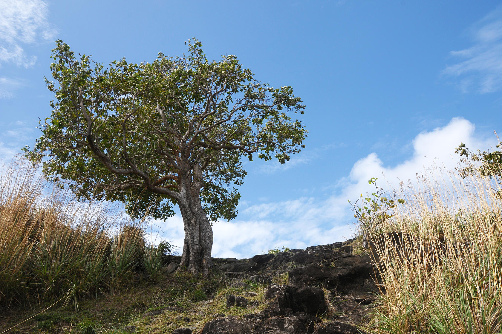 Pigeon Island