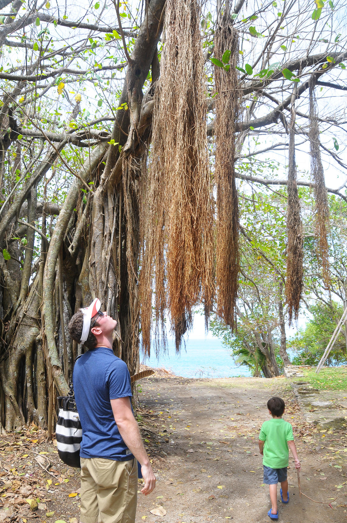 Trees