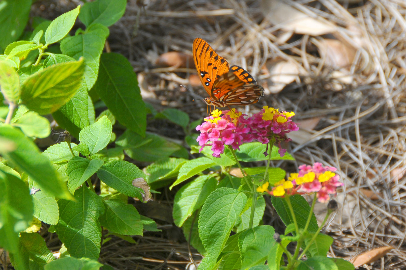 Nature