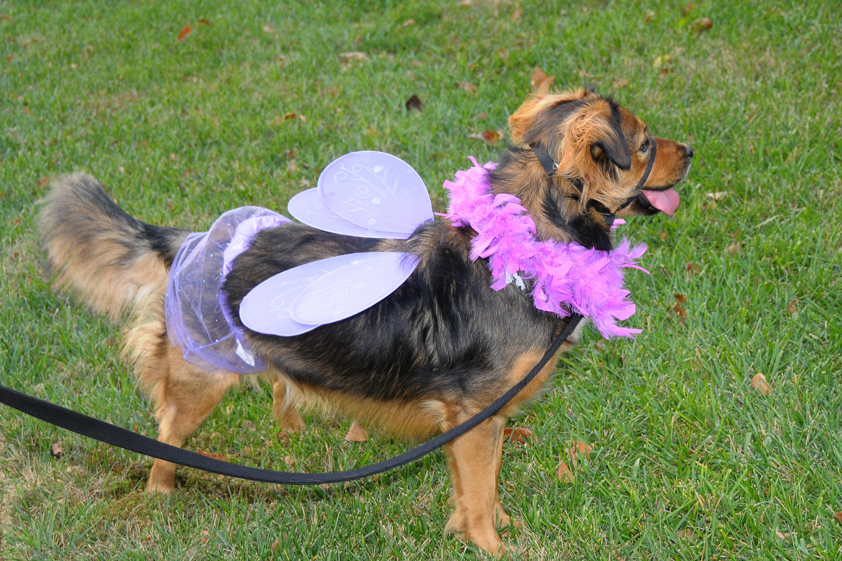 On Hallooween