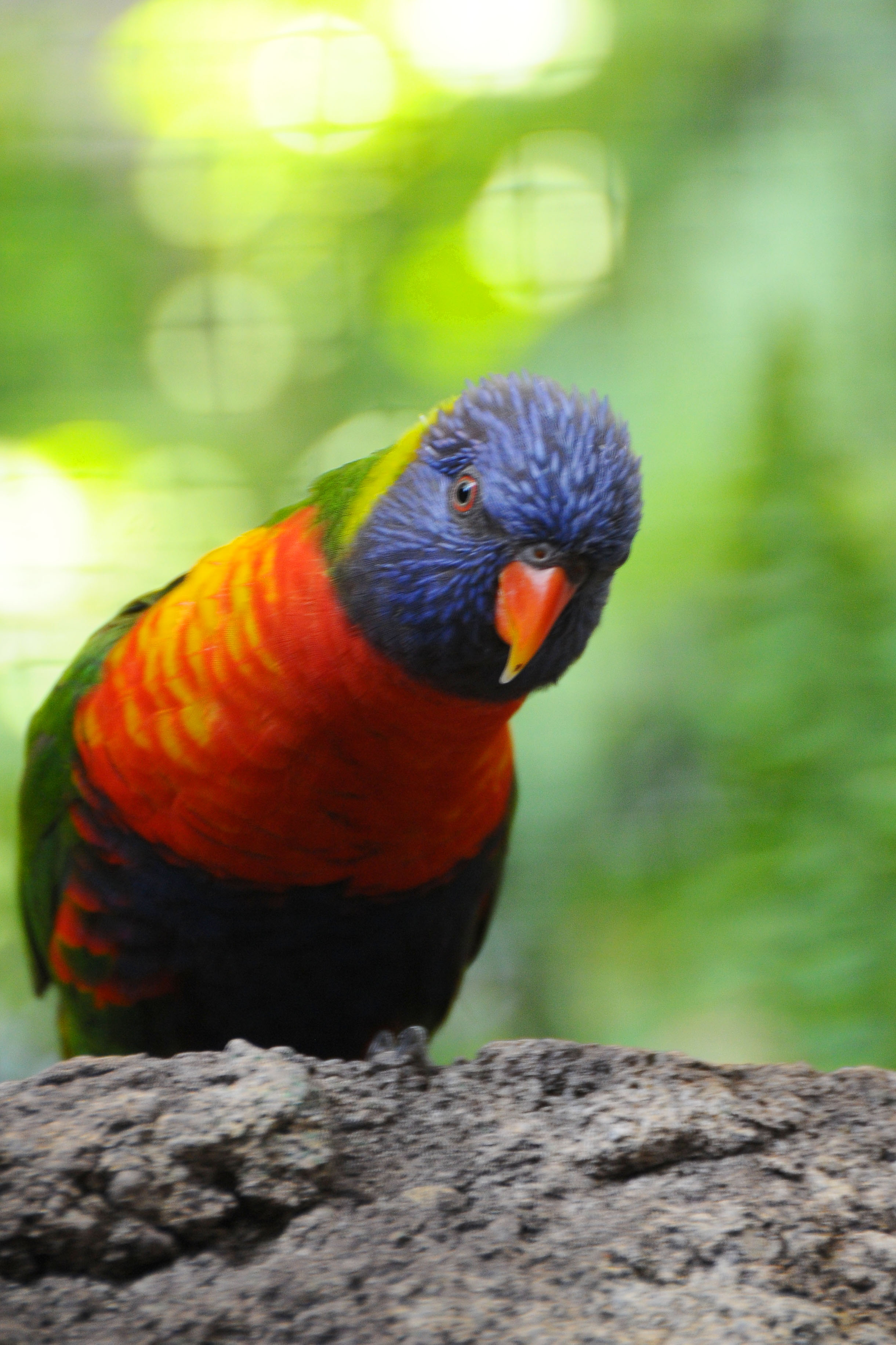 Bird