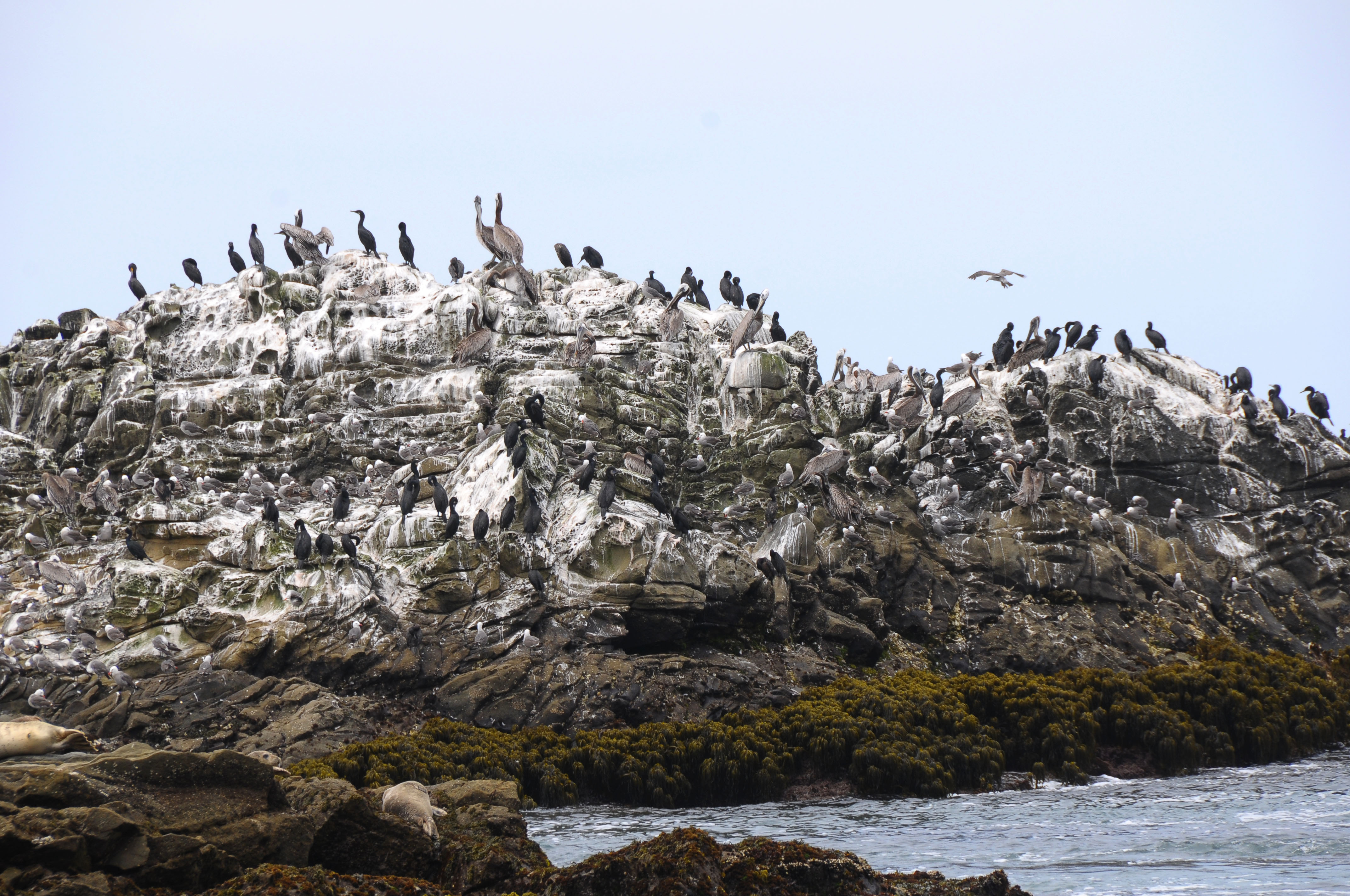 Bird Island