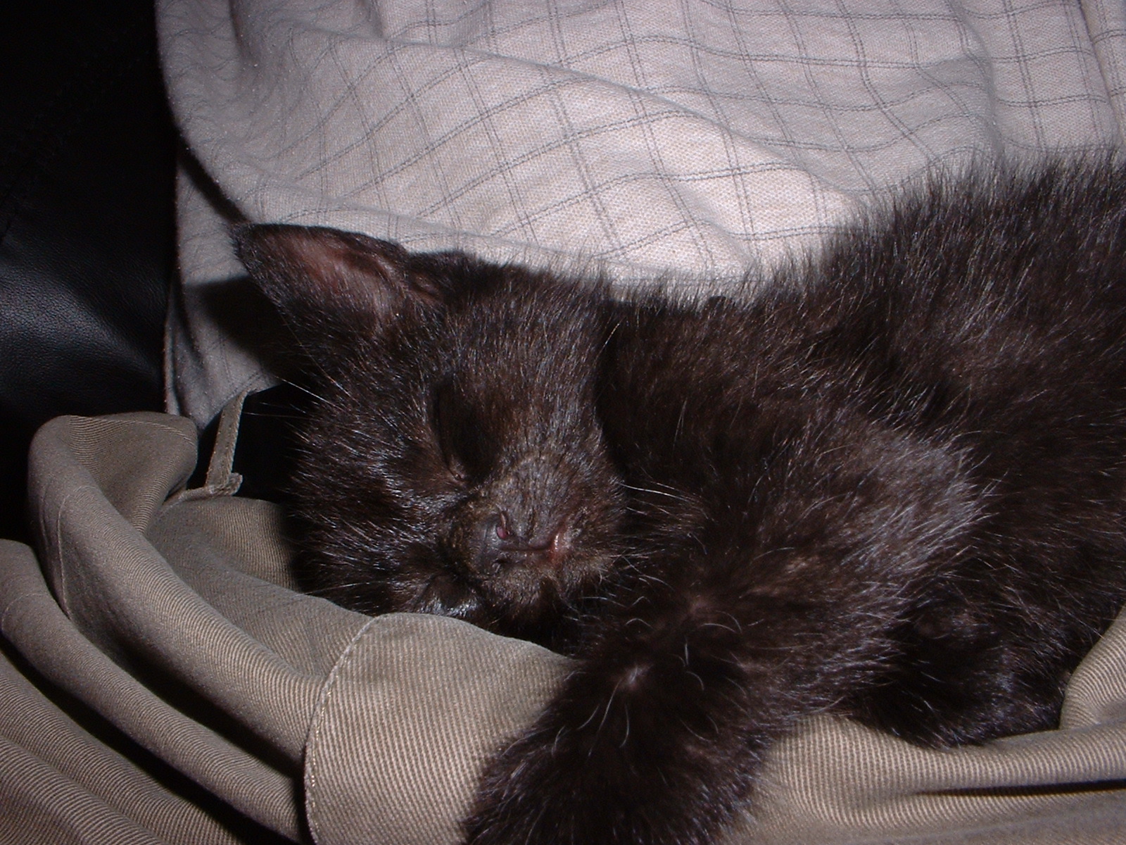 Sleeping beauty
