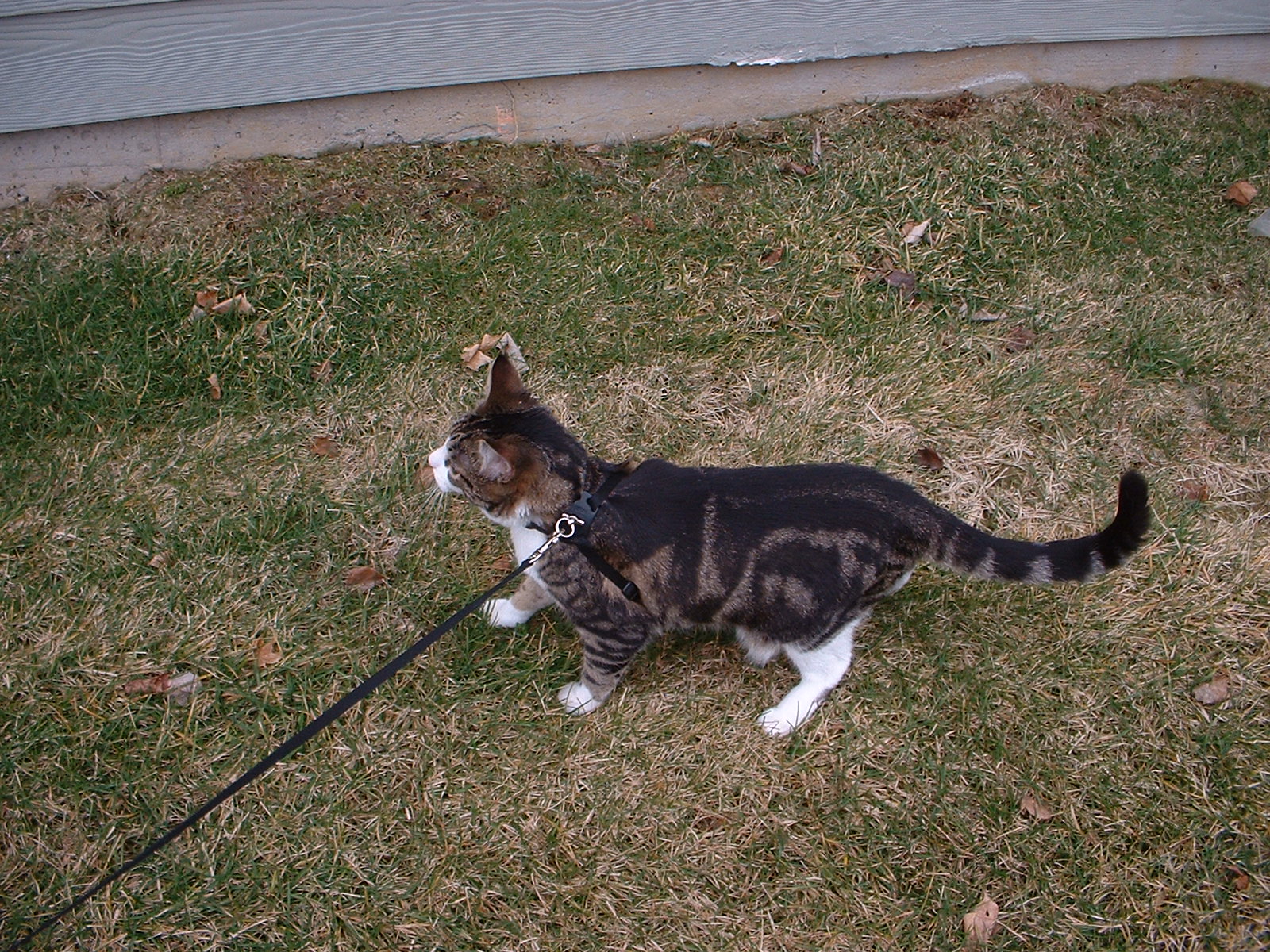Fredo on a walk