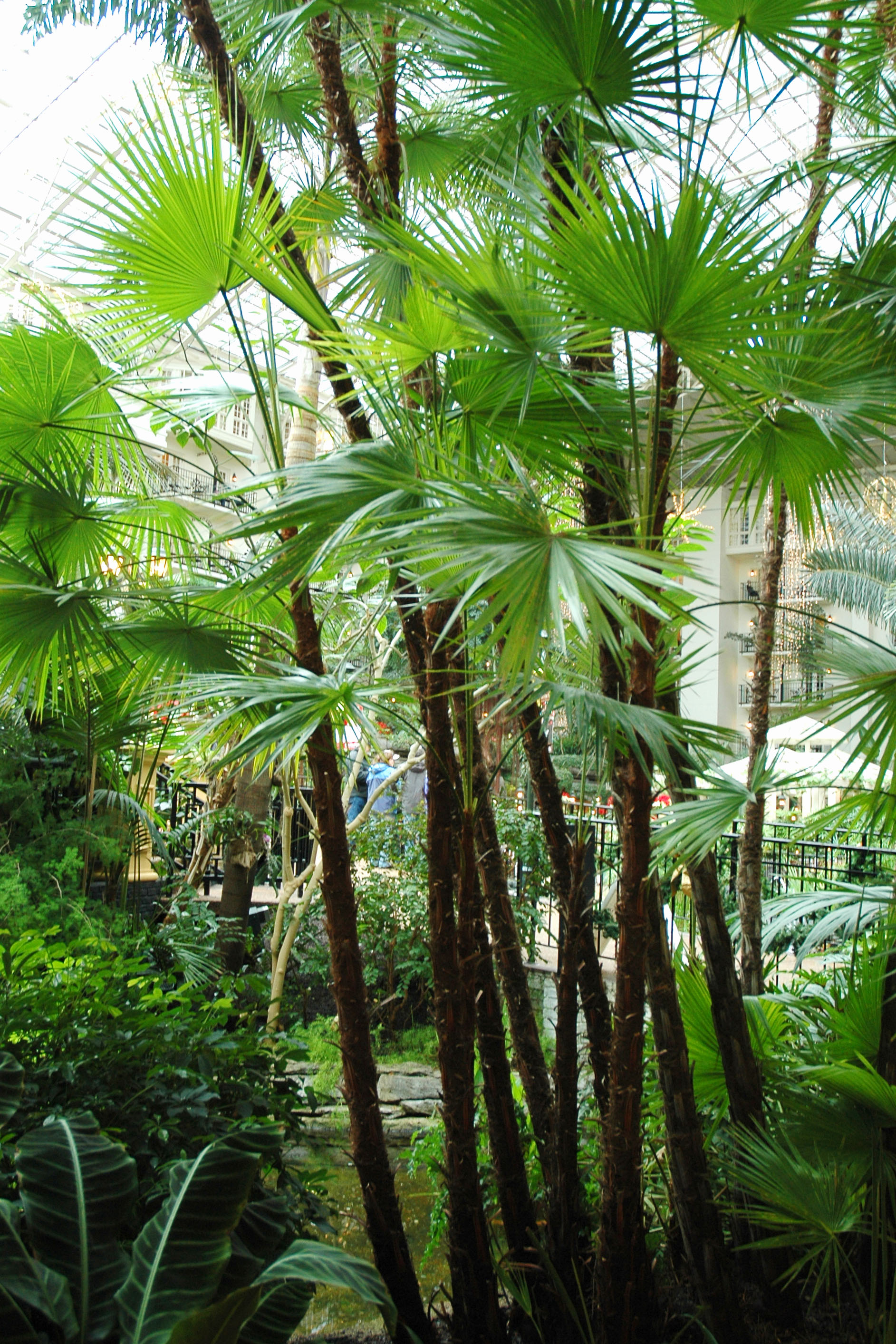 Gaylord Opryland