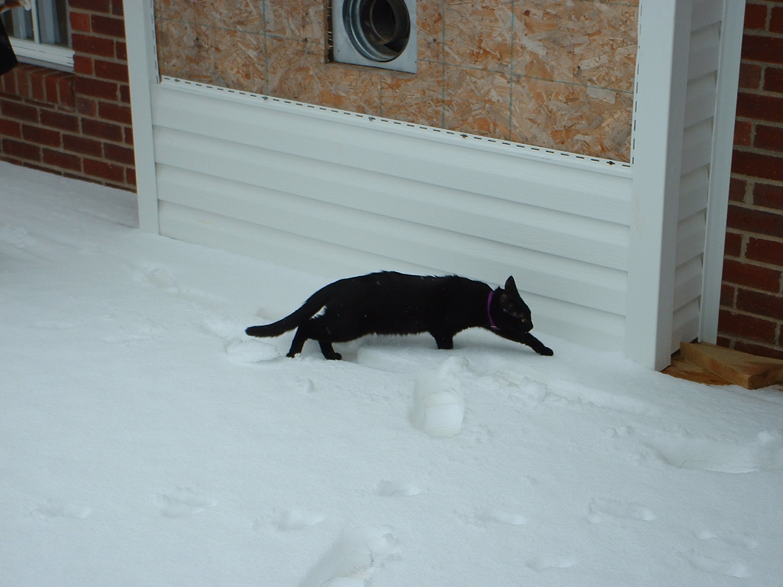 Panther