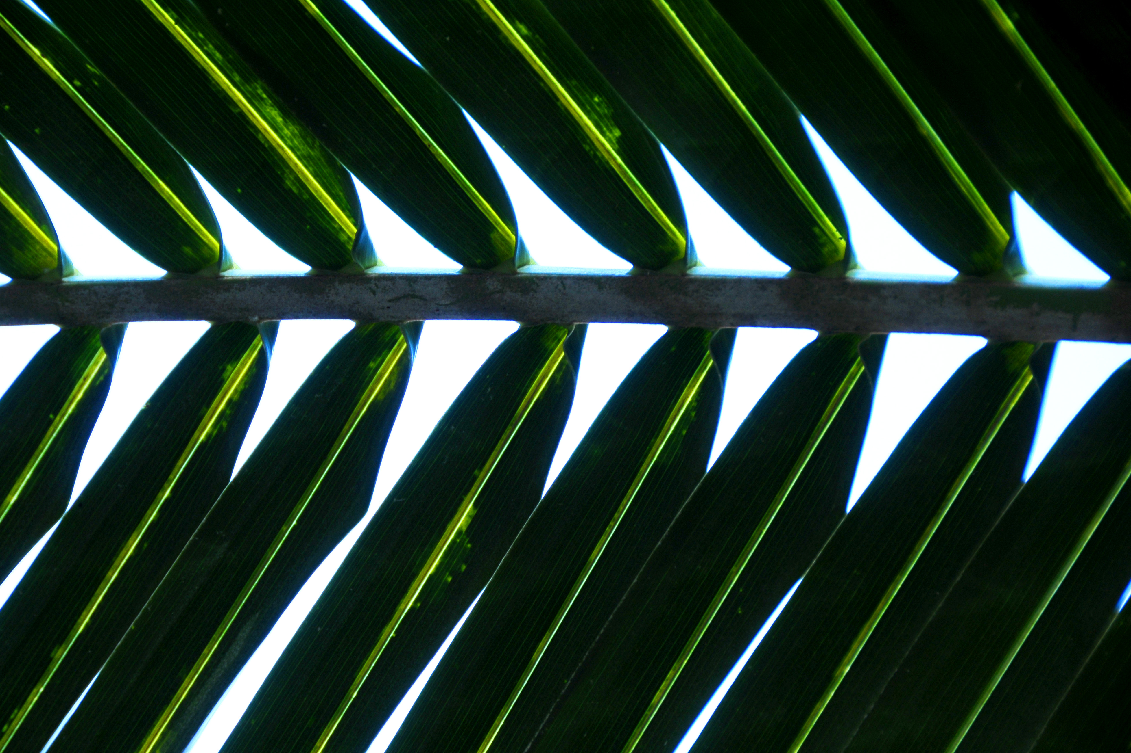 Palm