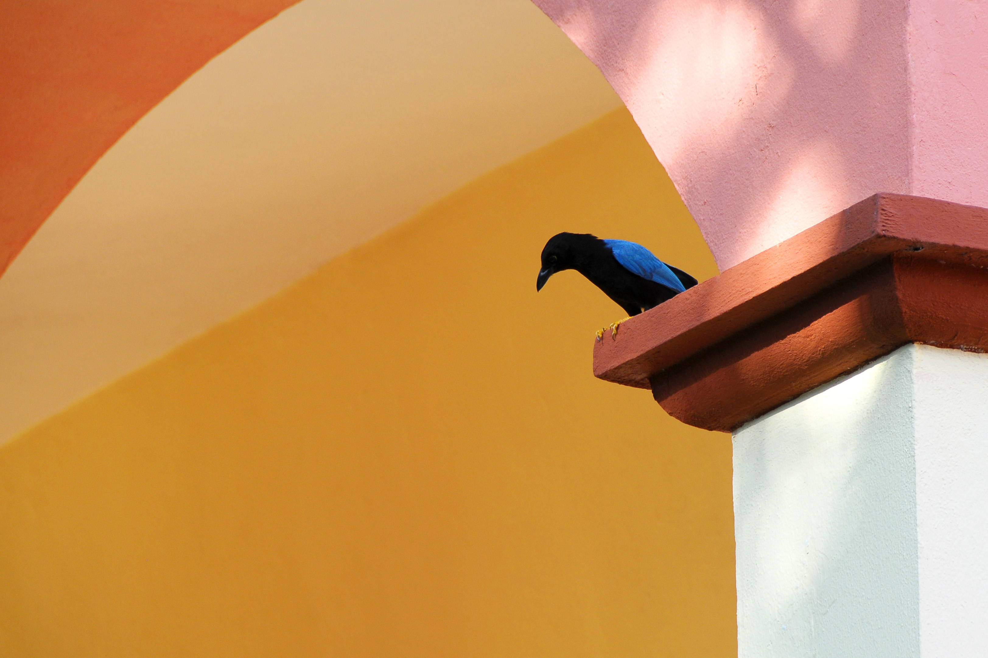 Blue Bird