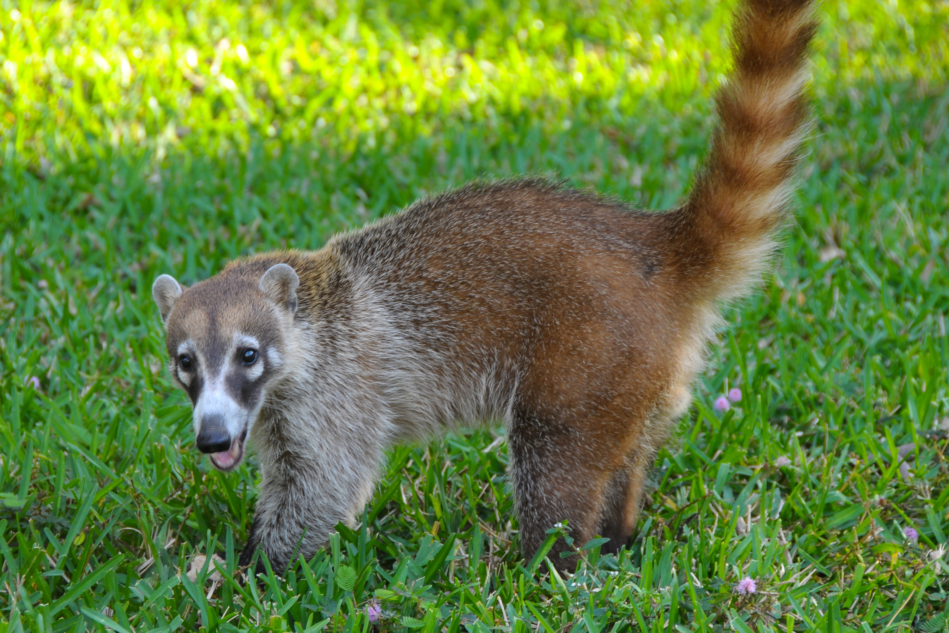 Coati Mundi