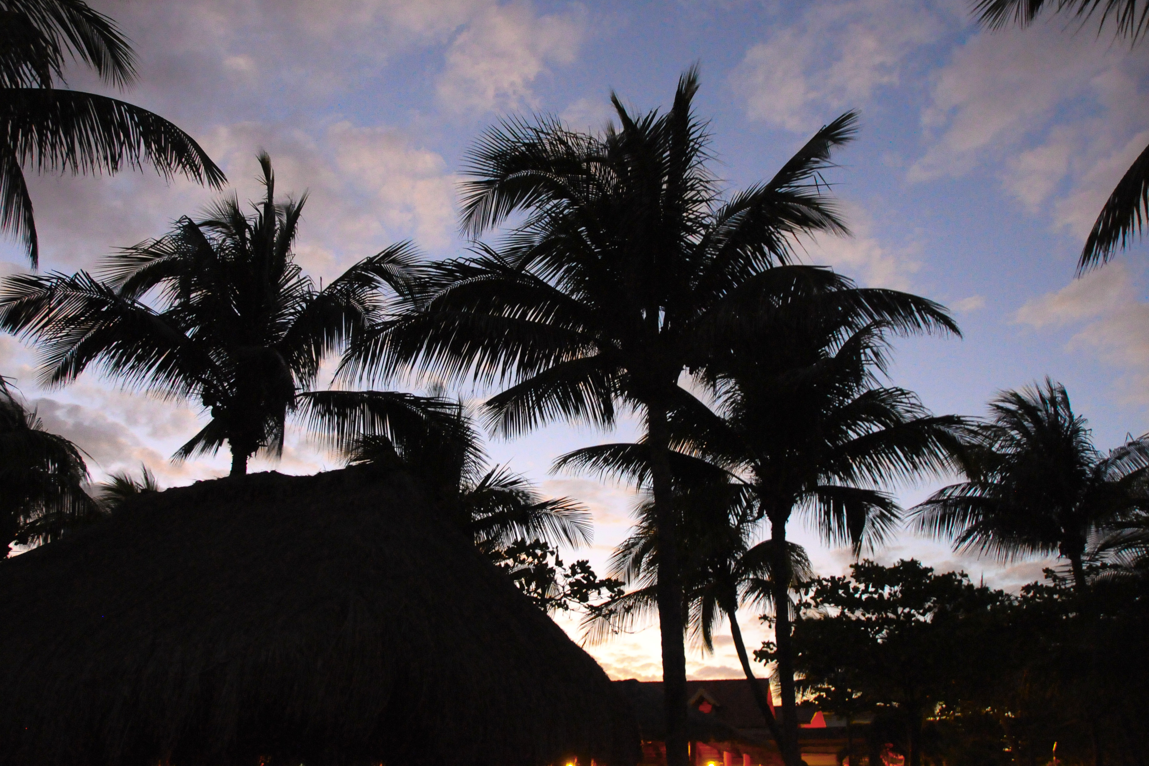Palm Trees