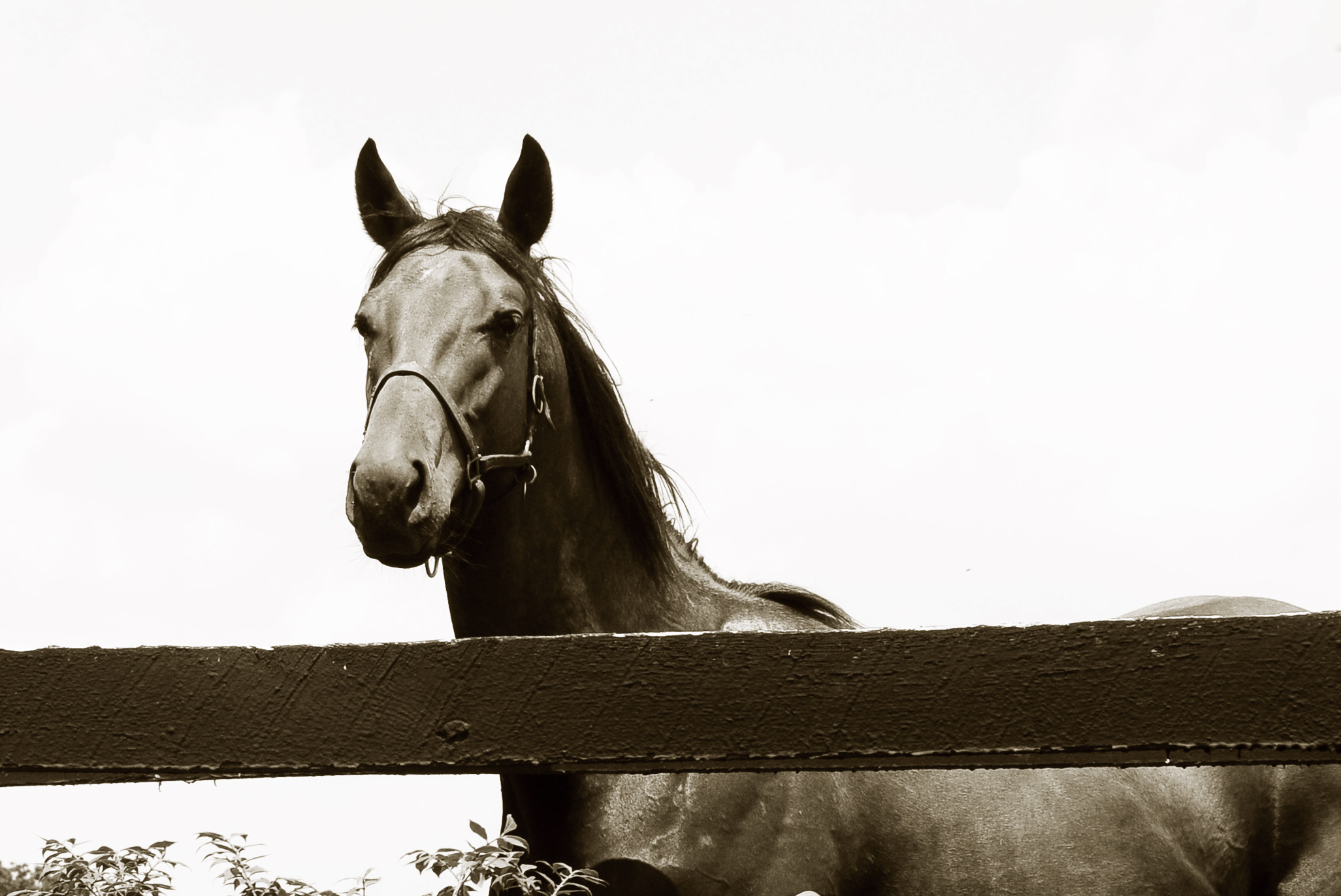 Horsey