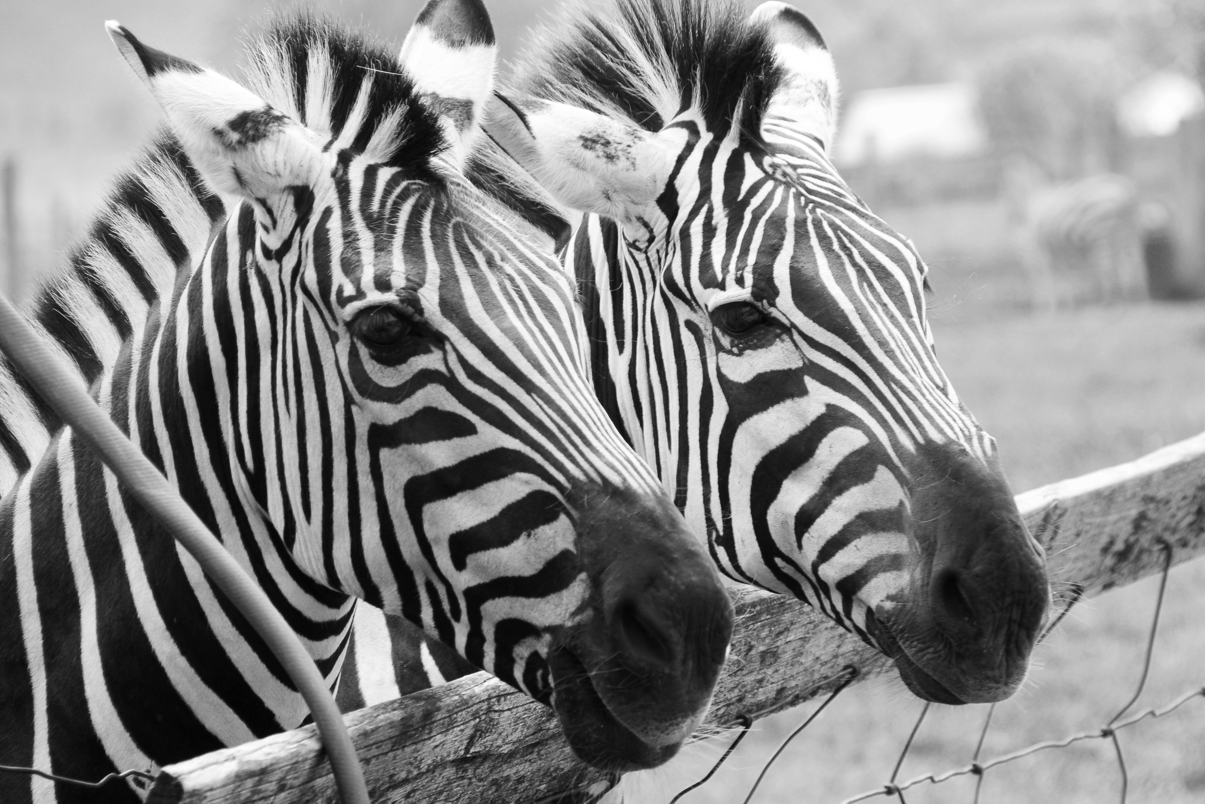 Black and White