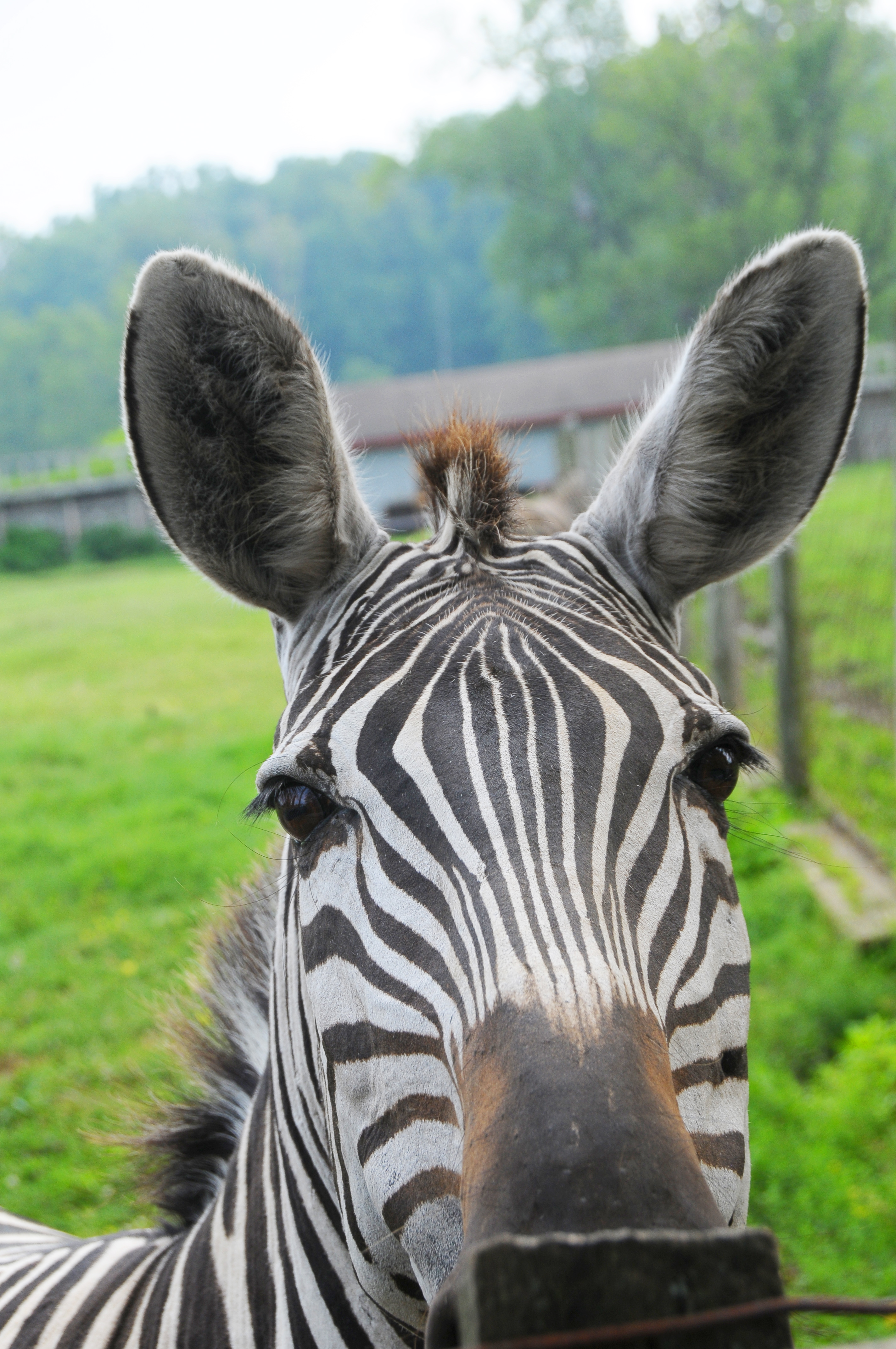 Cute Zebra