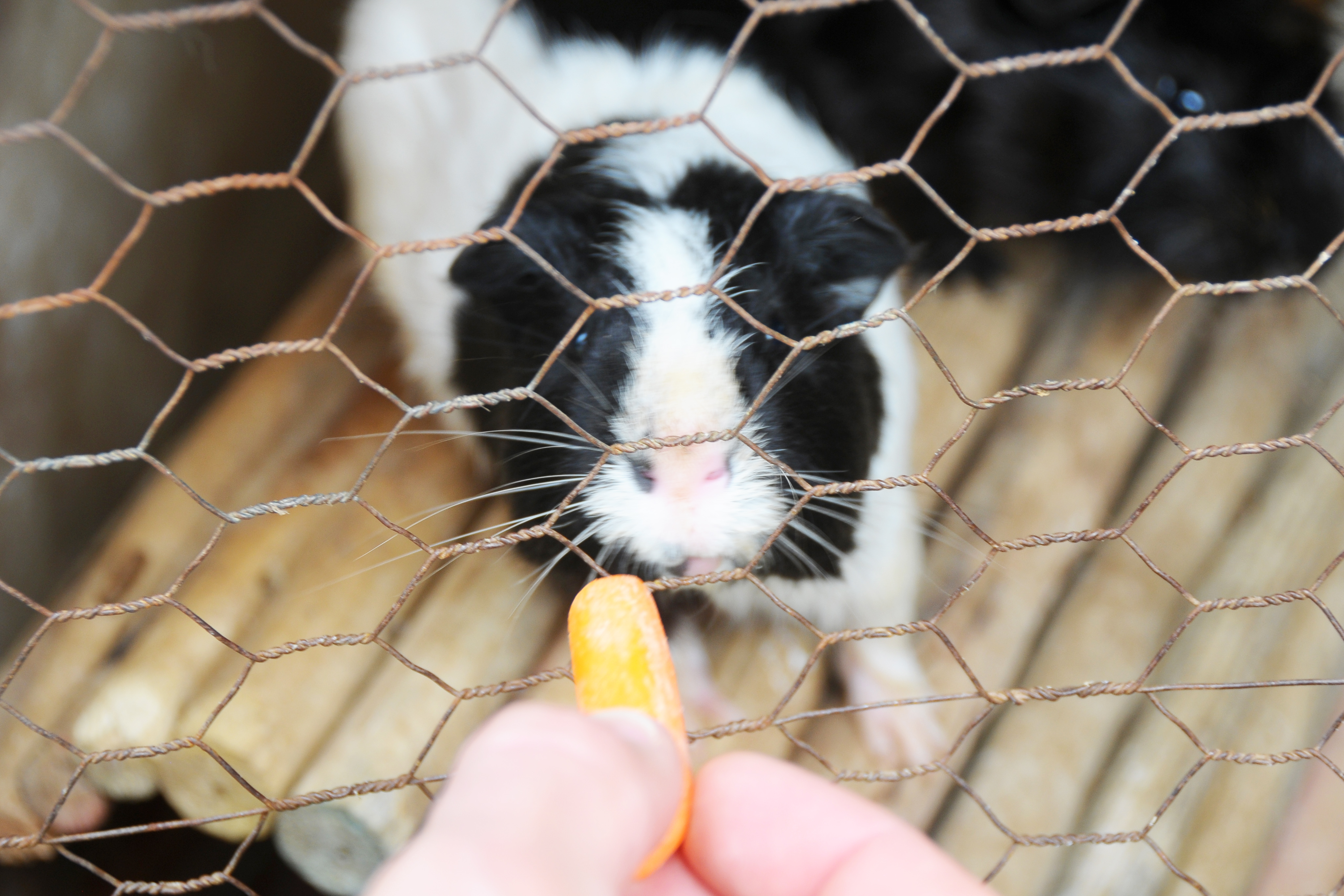 Hungry Guinea