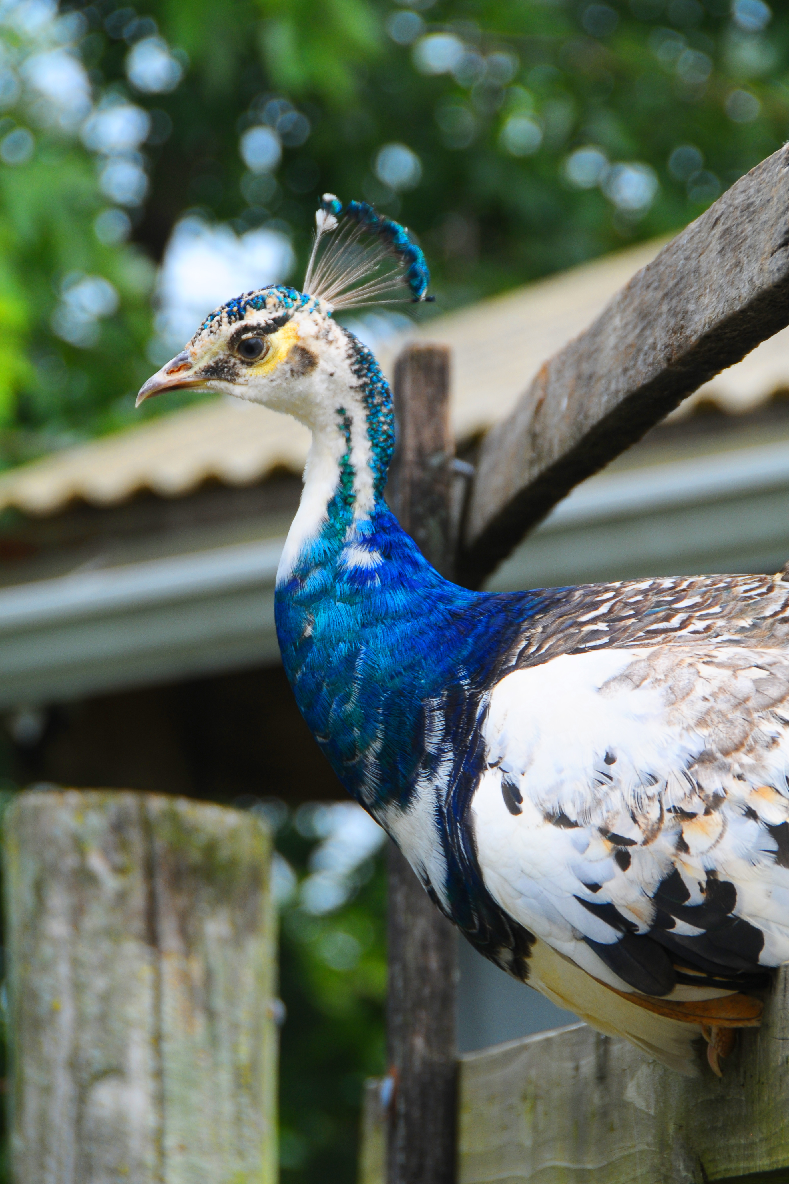 Female Peacock