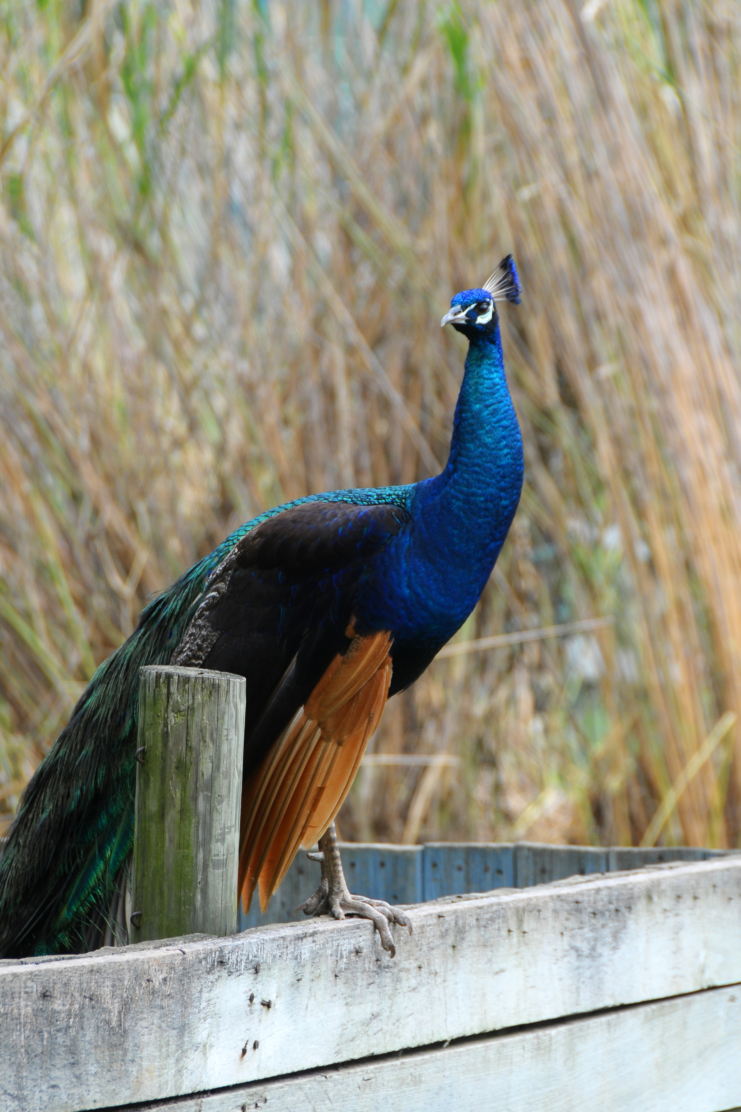Male Peacock