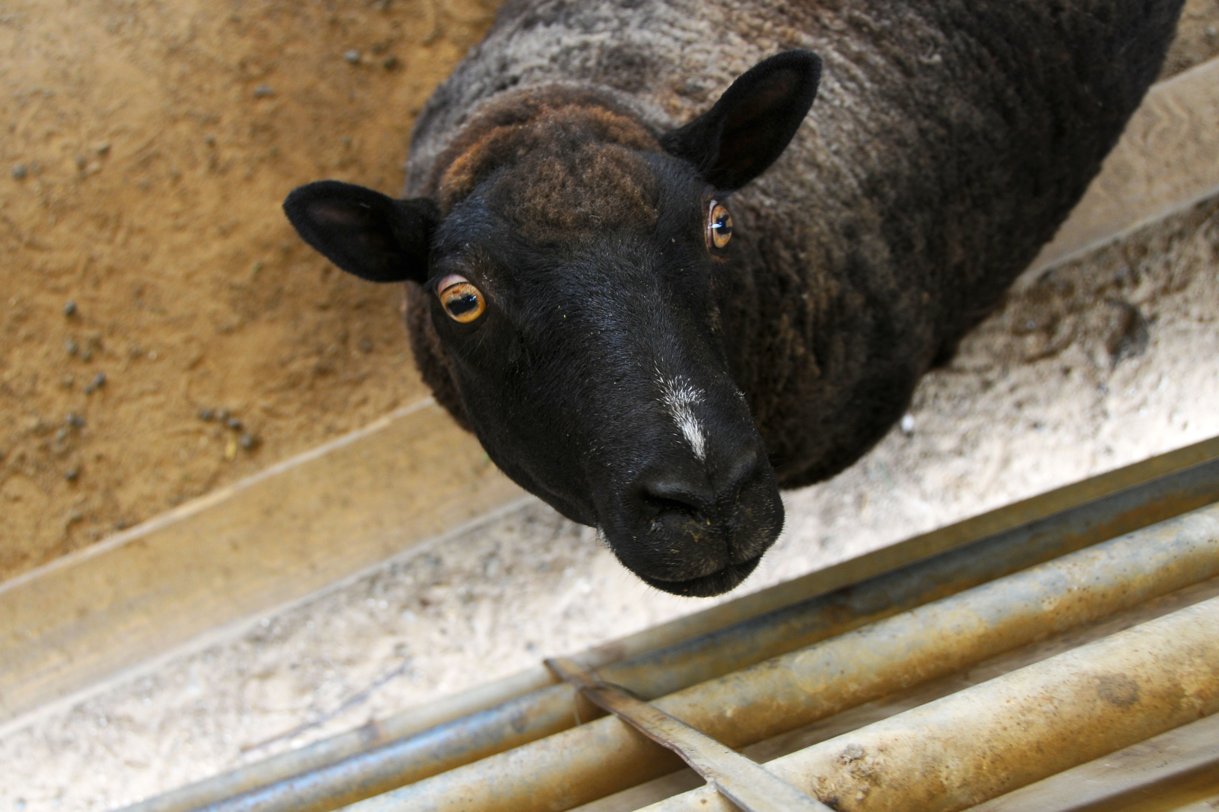 Baa Baa Black Sheep