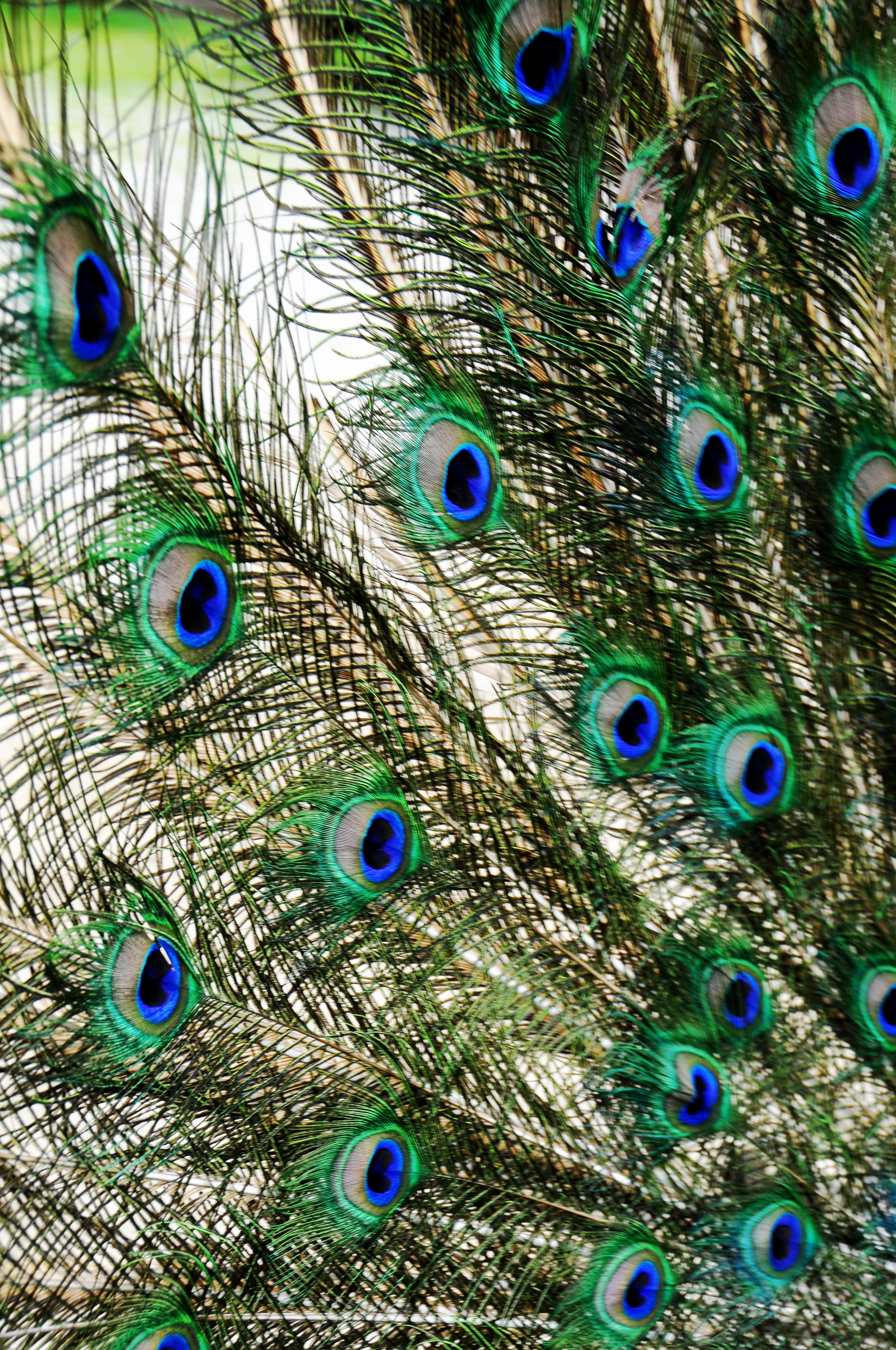 Feathers