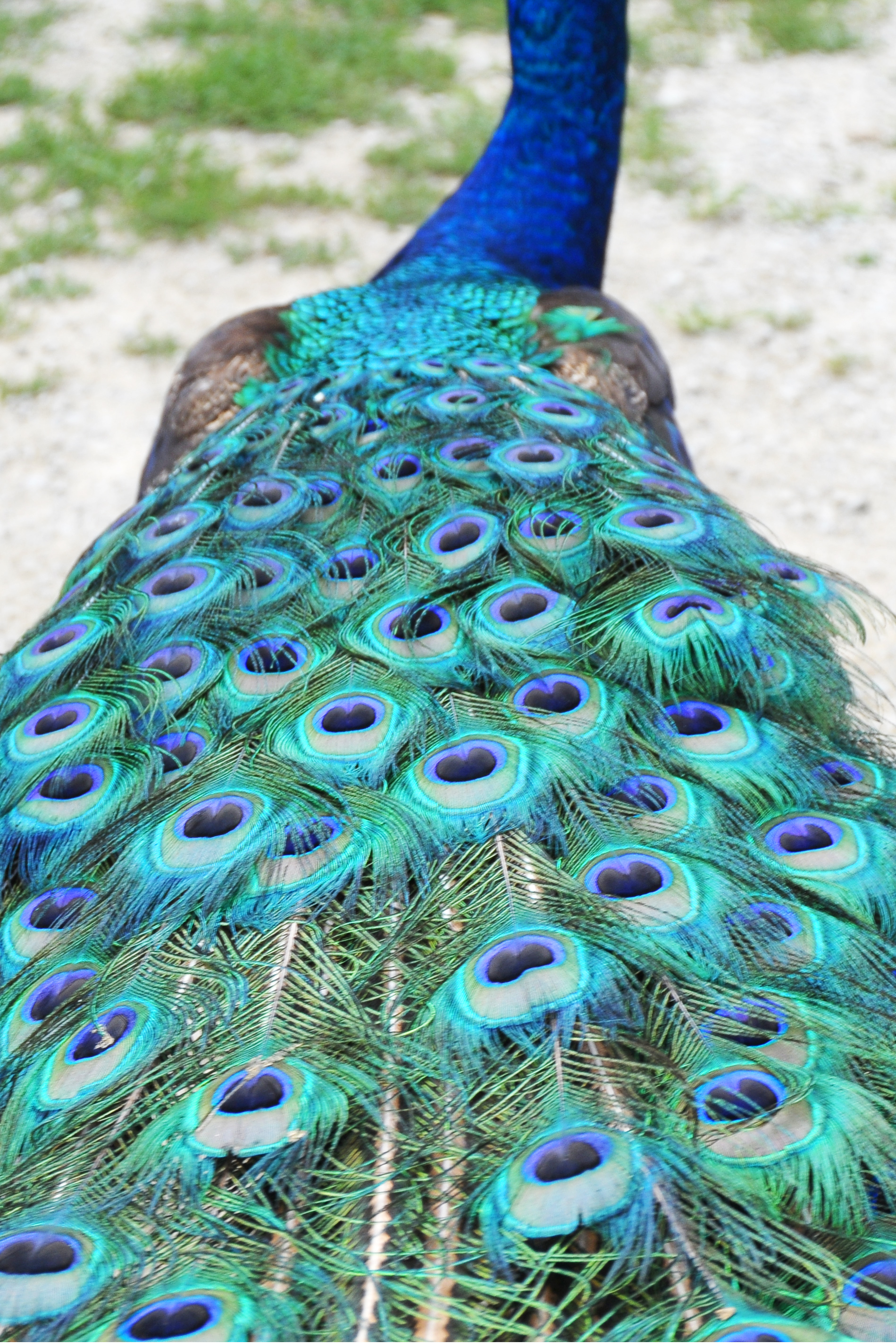 Peacock
