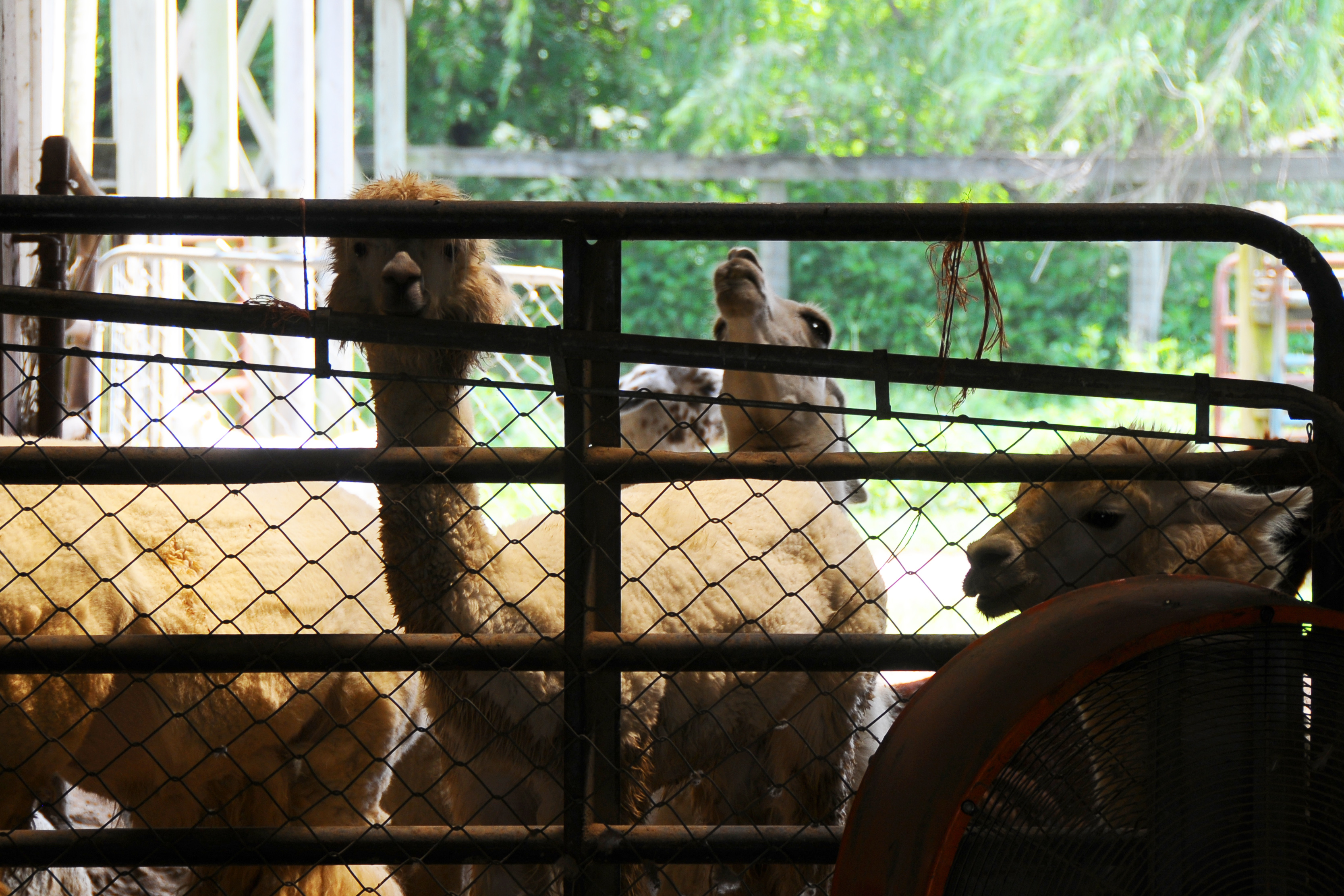 Llama