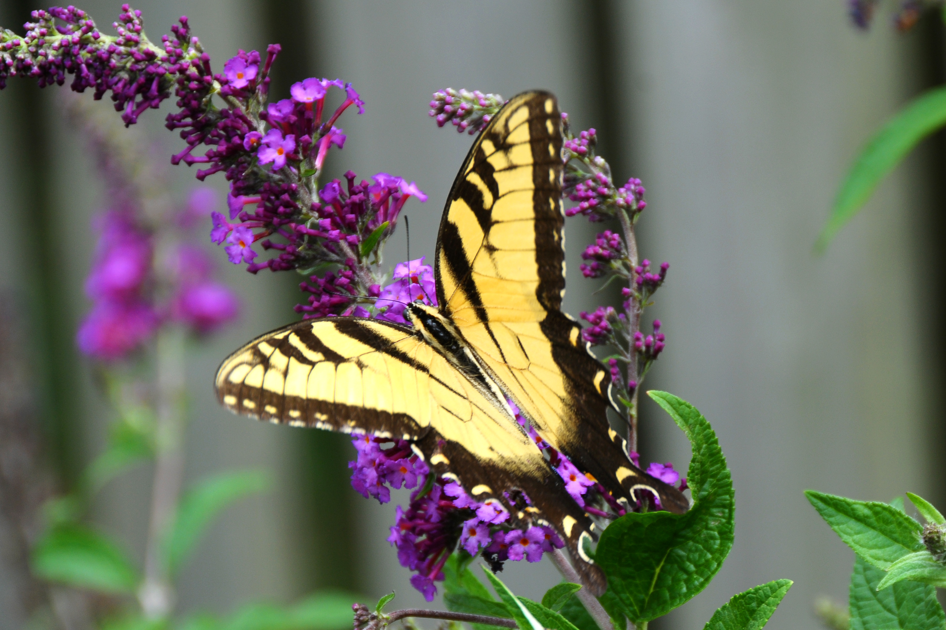 Butterfly