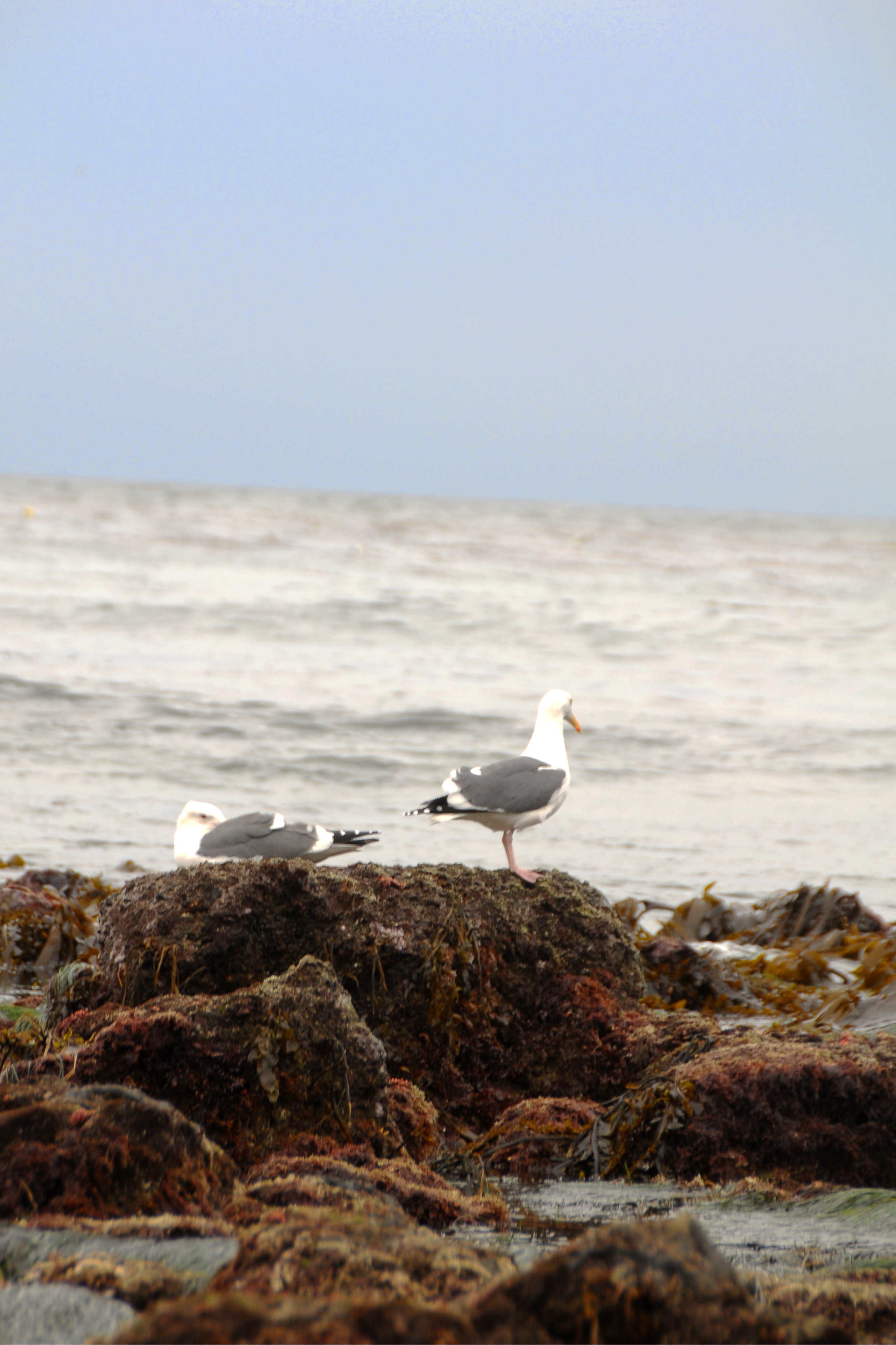 Seagulls