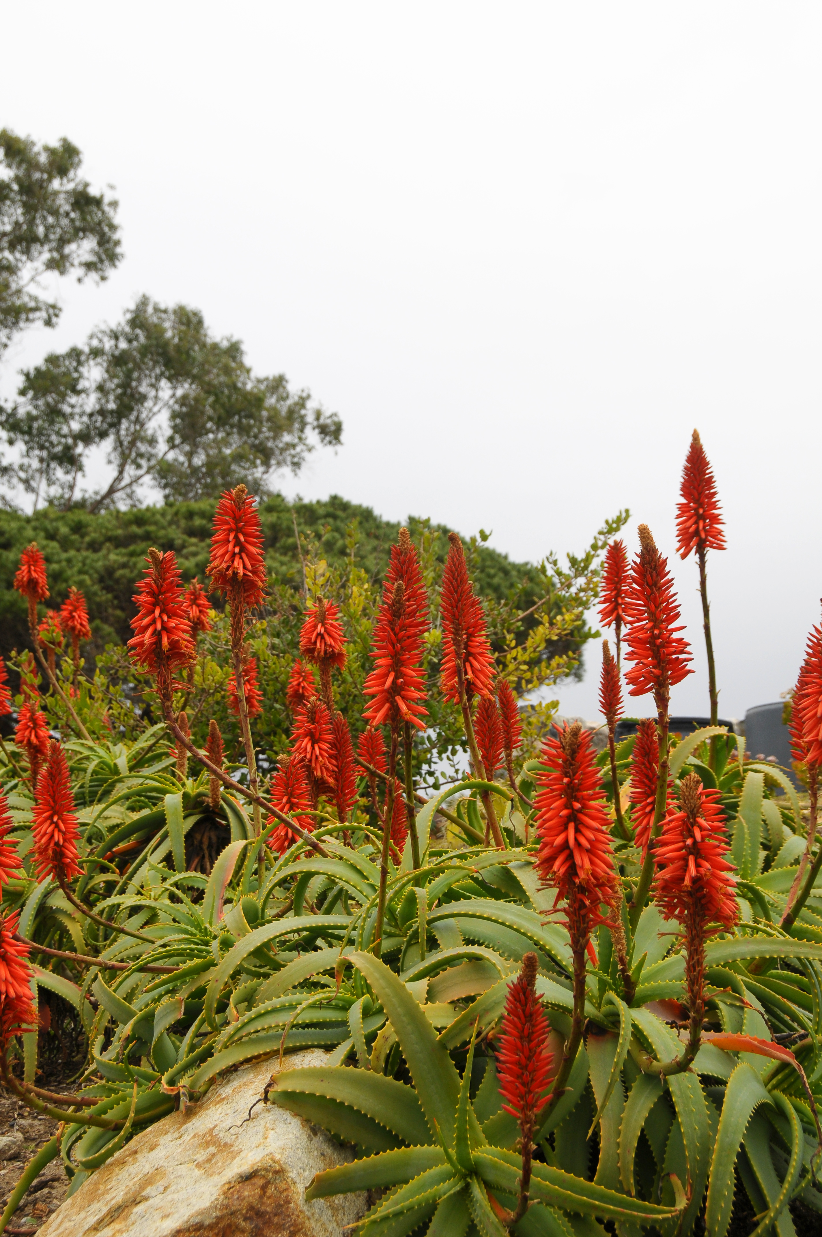 Westcoast Flowers