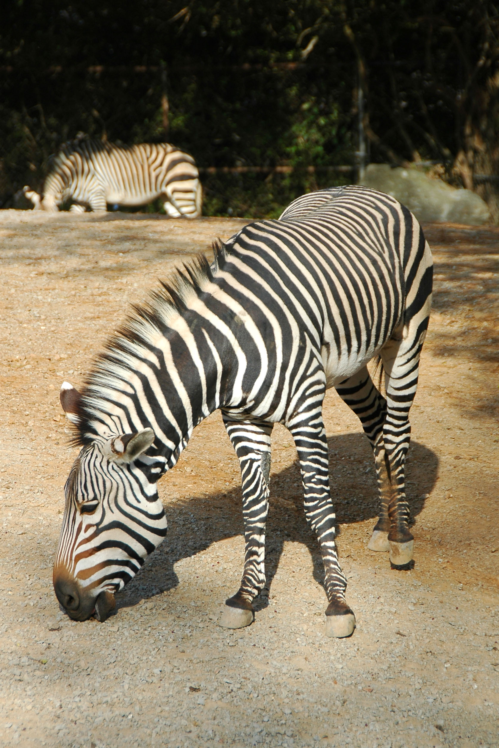 Zebra